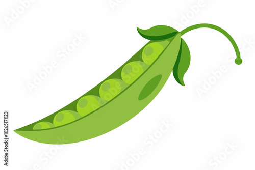 Pea Pisum sativum on a white background