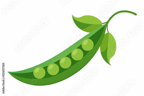 Pea Pisum sativum on a white background