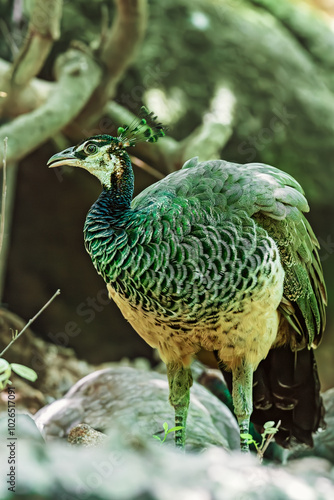 peacock with green feathers photo