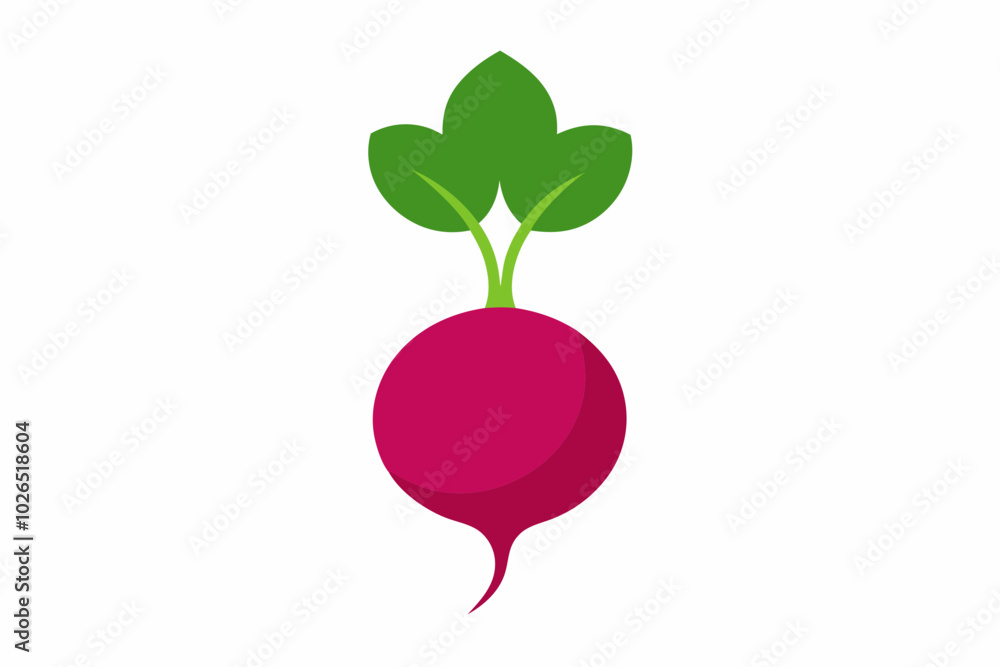 Radish Raphanus sativus creative vector design Radish Raphanus sativus creative vector design