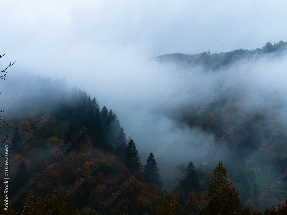 Misty fall Carpathian Mountains fog landscape. Village in Transcarpathia region Foggy spruce forest Contrasting white clouds dark green pine trees scenic view, Europe. Autumn countryside. Eco tourism. Misty fall Carpathian Mountains fog landscape. Village in Transcarpathia region Foggy spruce forest Contrasting white clouds dark green pine trees scenic view, Europe. Autumn countryside. Eco tourism.