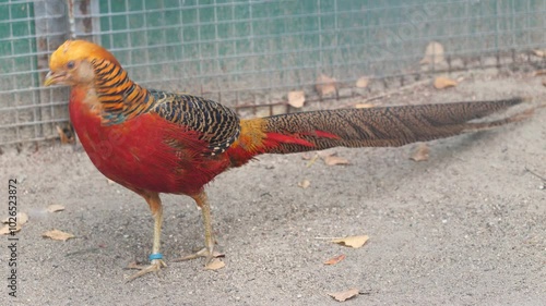 golden pheasant in a cage at the zoo on a summer day, adult pheasants behind a fence in an aviary photo