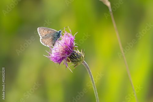 Hauhechel-Bläuling (Polyommatus icarus) an Diestelblüte photo