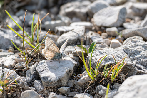 Hauhechel-Bläuling (Polyommatus icarus) in der Sonne auf einem Stein  photo