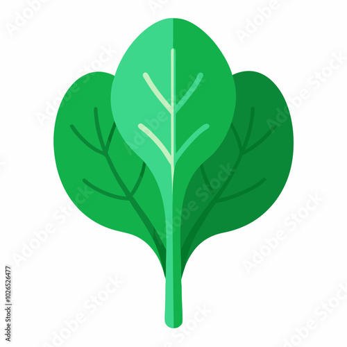 spinach Spinacia oleracea creative vector design