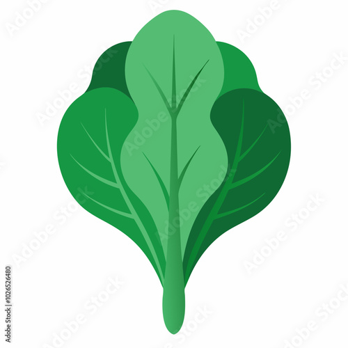 spinach Spinacia oleracea creative vector design