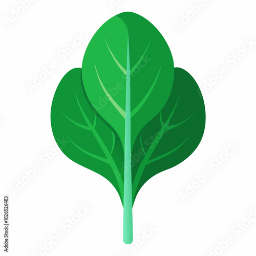 spinach Spinacia oleracea creative vector design