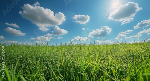 Lush green meadow under a bright blue sky filled with fluffy white clouds on ...