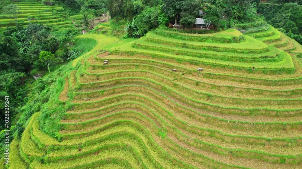 Lush rice field terraces with barn on hill during harvest in highland at Vietnam Lush rice field terraces with barn on hill during harvest in highland at Vietnam