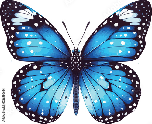 butterfly isolated on white