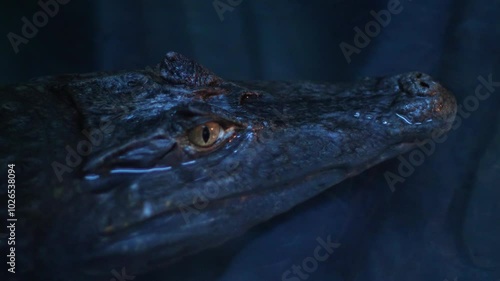 head of a crocodile in the water lurking in search of prey, crocodile in a terrarium water, predatory reptiles