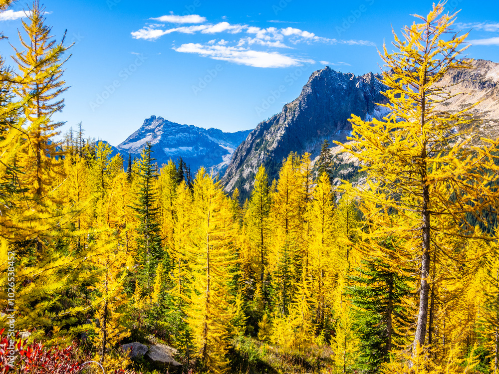 Golden larch trees in sunny light at Cutthroat pass in North Cascades Golden larch trees in sunny light at Cutthroat pass in North Cascades