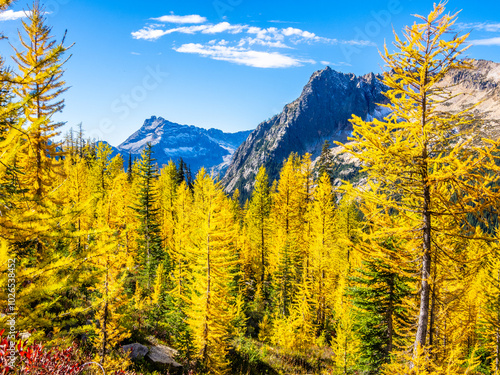 Golden larch trees in sunny light at Cutthroat pass in North Cascades