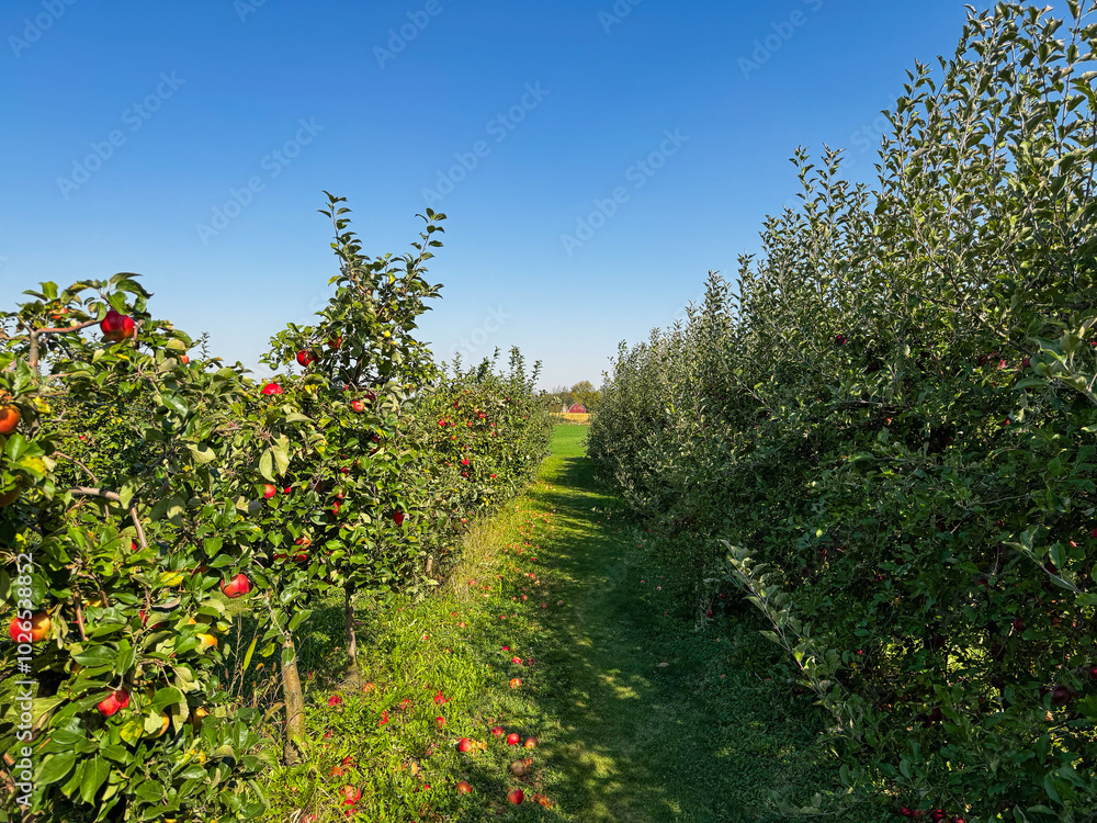 A row of apple trees leading to a red barn in the distance A row of apple trees leading to a red barn in the distance