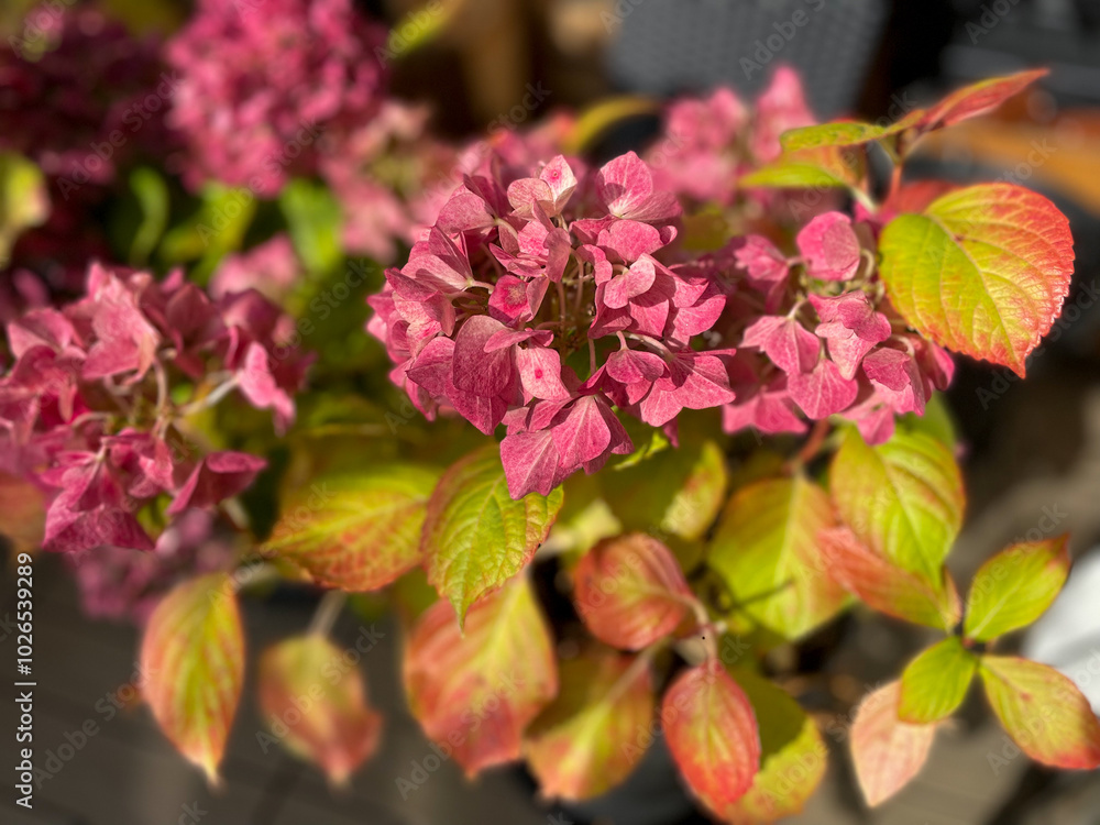 Obraz premium Beautiful blooming pink dried Hydrangea flowers with yellow pink leaves in decorative grey flower pot in balcony terrace garden in autumn winter time