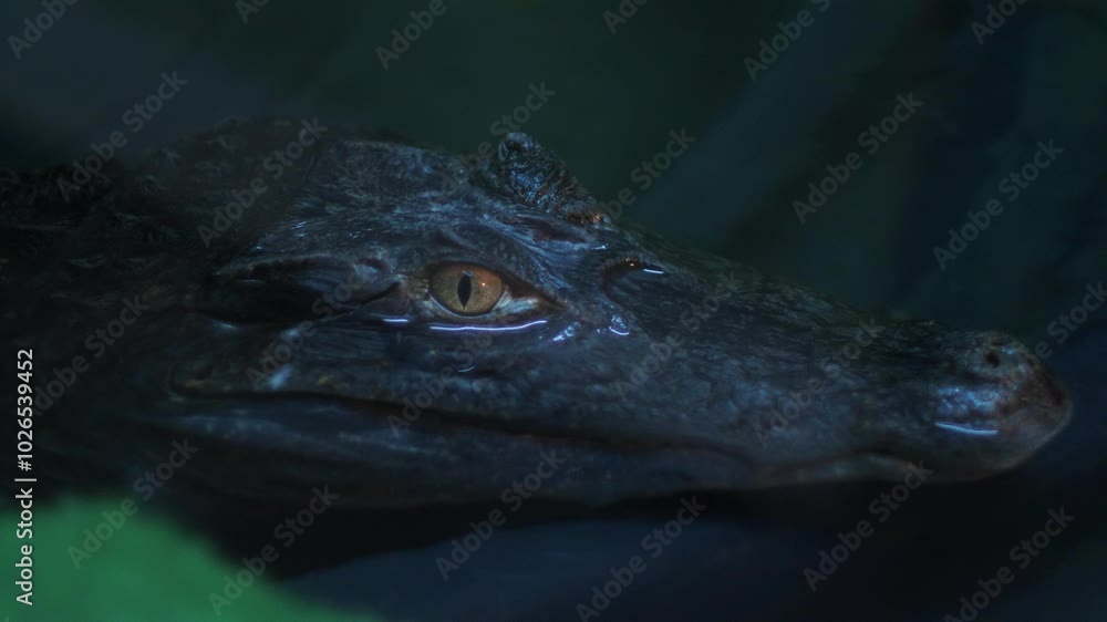 head of a crocodile in the water lurking in search of prey, crocodile in a terrarium water, predatory reptiles head of a crocodile in the water lurking in search of prey, crocodile in a terrarium water, predatory reptiles