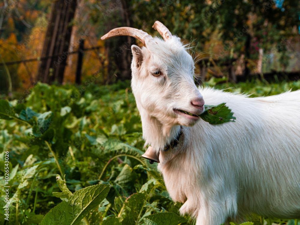 Fototapeta premium An adorable baby goat grazing on fresh grass in the background of autumn mountains. Organic goat milk is rich in nutrition. Farming and gardening concept. Eco-living. Farmhouse. Local farm market food