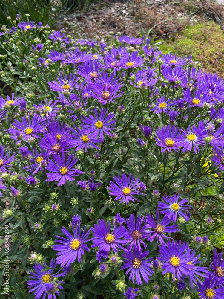 A blooming Aster amellus with bright purple flowers and a yellow center on a flower bed . Autumn flowers.Flower background A blooming Aster amellus with bright purple flowers and a yellow center on a flower bed . Autumn flowers.Flower background