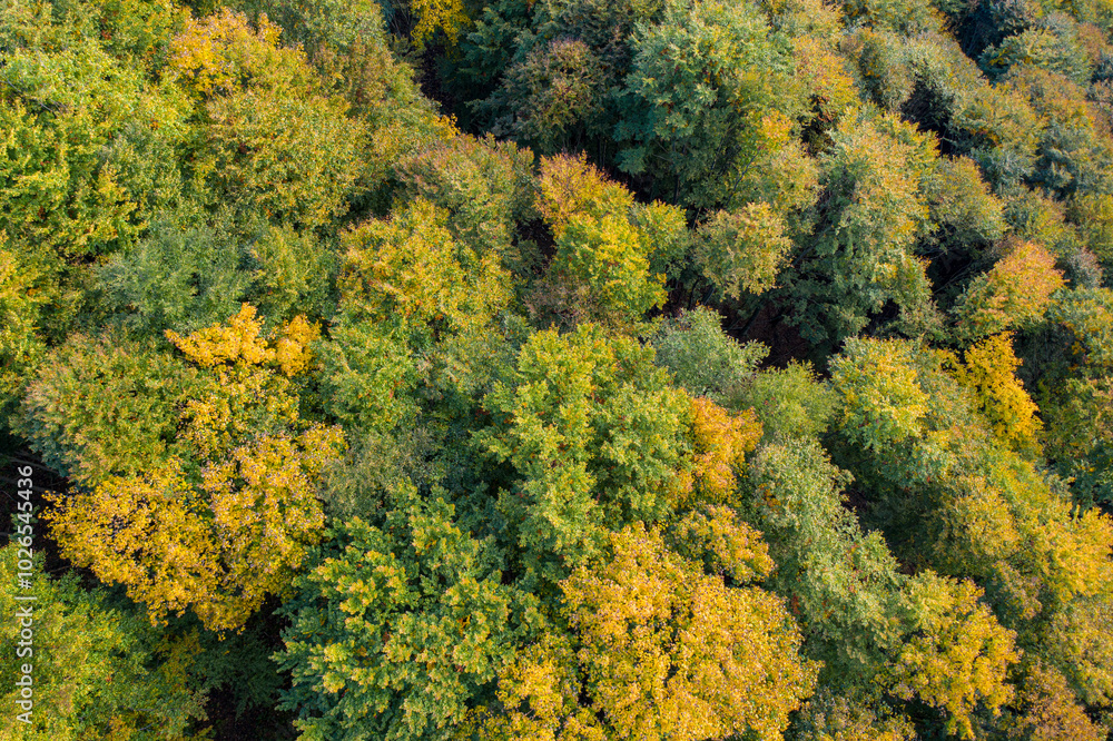 Dolina Popradu, Małopolska, Jesień Dolina Popradu, Małopolska, Jesień