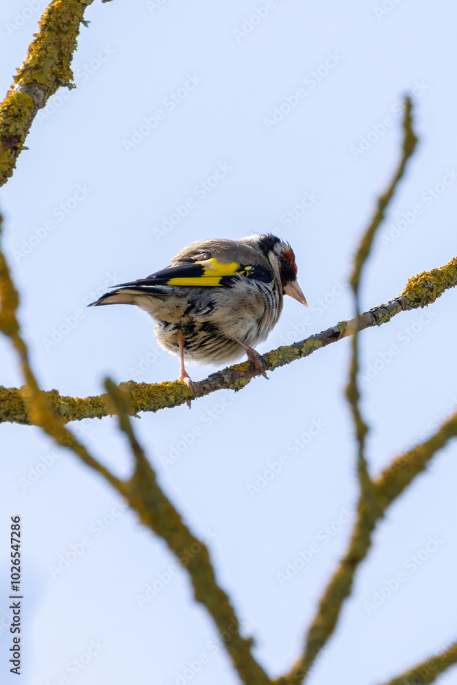 European Goldfinch (Carduelis carduelis) spotted in North County, Dublin, commonly found across Europe European Goldfinch (Carduelis carduelis) spotted in North County, Dublin, commonly found across Europe