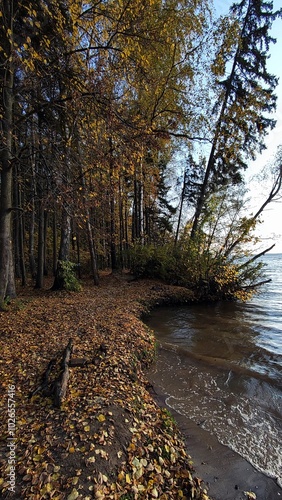 autumn in the forest