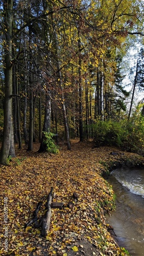 autumn in the woods