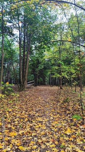 path in autumn forest
