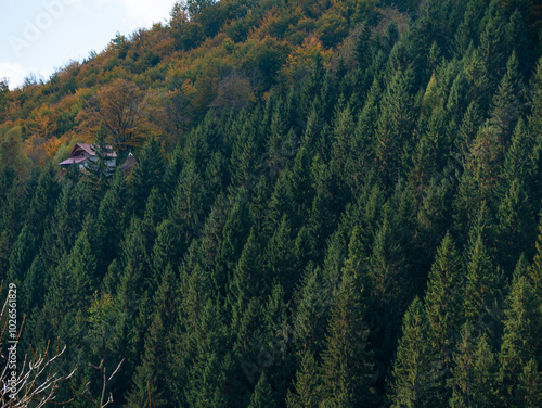 Village Transcarpathia region scenic Sunny Carpathian mountains view Ukraine, Europe. Autumn countryside rural landscape. Fall spruce pine trees lush foliage Eco Local tourism hiking Recreational area