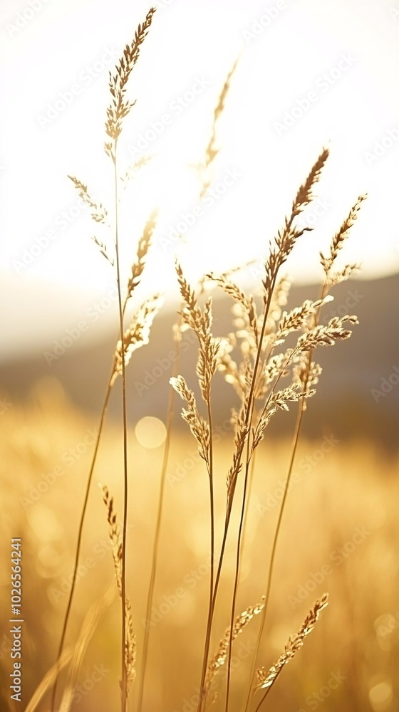 Tall grass stalks backlit by the setting sun, creating a golden glow. Tall grass stalks backlit by the setting sun, creating a golden glow.