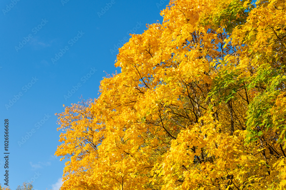Fototapeta premium Lush yellow and red foliage on a tree in early autumn