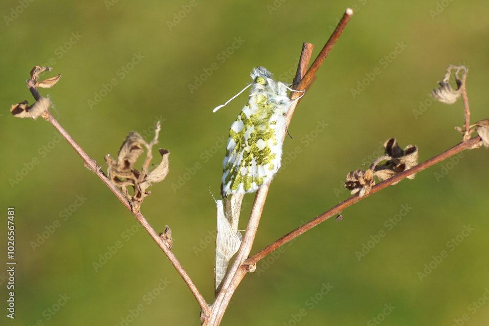 A just emerged from Chrysalis male butterfly orange tip (Anthocharis cardamines) on a twig drying its wings. Empty cocoon. Family Pieridae. Netherlands, April A just emerged from Chrysalis male butterfly orange tip (Anthocharis cardamines) on a twig drying its wings. Empty cocoon. Family Pieridae. Netherlands, April