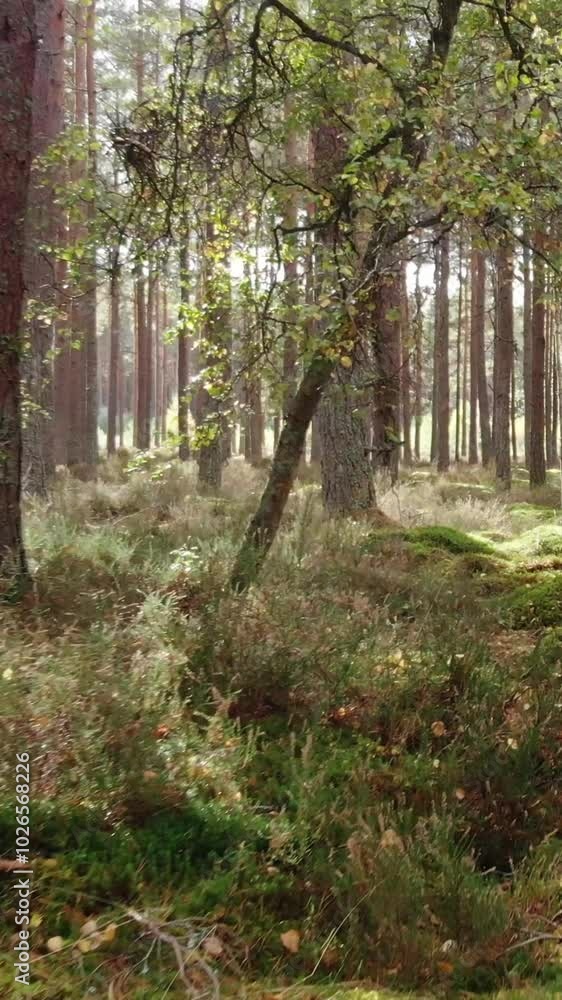 Tranquil Woodland: Sunlight Streaming Through Pine Trees in a Peaceful Forest Tranquil Woodland: Sunlight Streaming Through Pine Trees in a Peaceful Forest