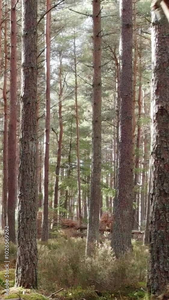 Tranquil Woodland: Sunlight Streaming Through Pine Trees in a Peaceful Forest Tranquil Woodland: Sunlight Streaming Through Pine Trees in a Peaceful Forest