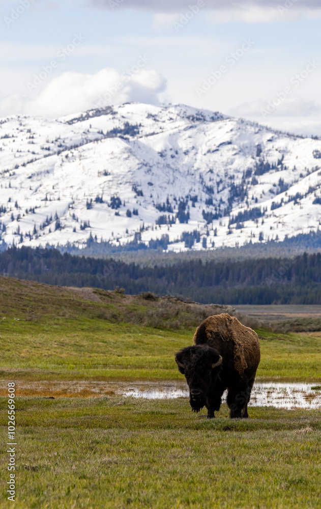 Bison Grazing in Scenic Yellowstone National Park Wyoming Bison Grazing in Scenic Yellowstone National Park Wyoming