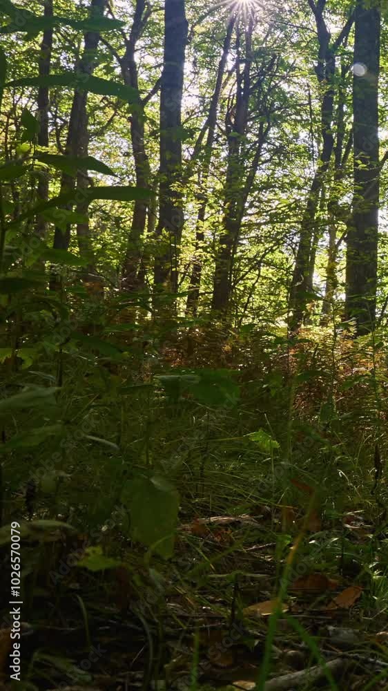 Serene Summer Forest: Lush Green Foliage and Tall Trees in a Peaceful Landscape Serene Summer Forest: Lush Green Foliage and Tall Trees in a Peaceful Landscape