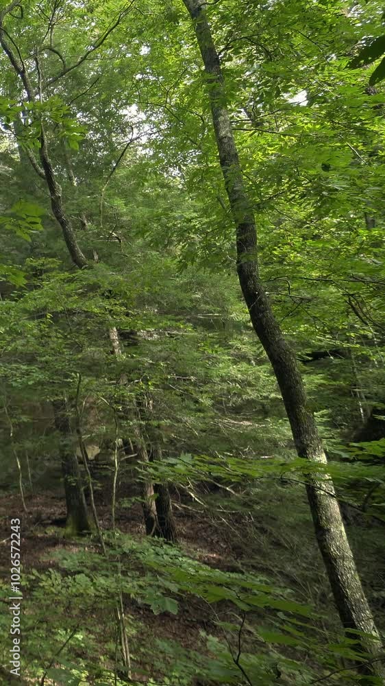 Serene Summer Forest: Lush Green Foliage and Tall Trees in a Peaceful Landscape Serene Summer Forest: Lush Green Foliage and Tall Trees in a Peaceful Landscape