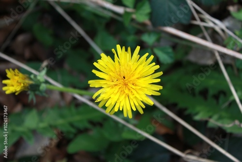 yellow dandelion flower