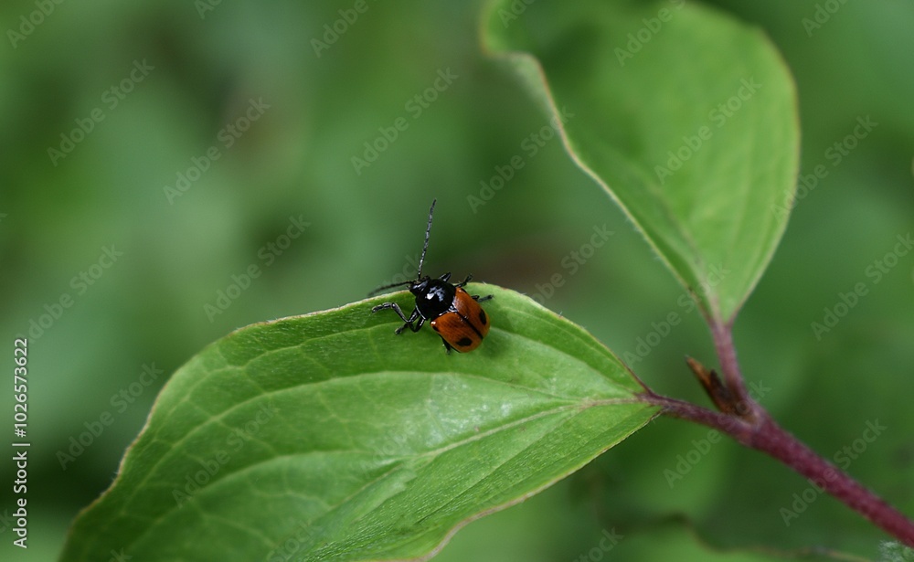 Cryptocéphale à deux points, black-and-red pot beetle (Cryptocephalus bipunctatus) marchant sur une feuille de cornouiller sanguin (Cornus sanguinea) Cryptocéphale à deux points, black-and-red pot beetle (Cryptocephalus bipunctatus) marchant sur une feuille de cornouiller sanguin (Cornus sanguinea)