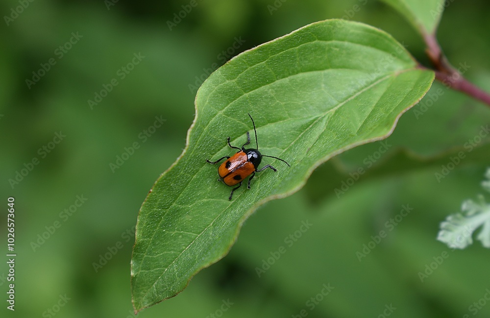 Cryptocéphale à deux points, black-and-red pot beetle (Cryptocephalus bipunctatus) marchant sur une feuille de cornouiller sanguin (Cornus sanguinea) Cryptocéphale à deux points, black-and-red pot beetle (Cryptocephalus bipunctatus) marchant sur une feuille de cornouiller sanguin (Cornus sanguinea)