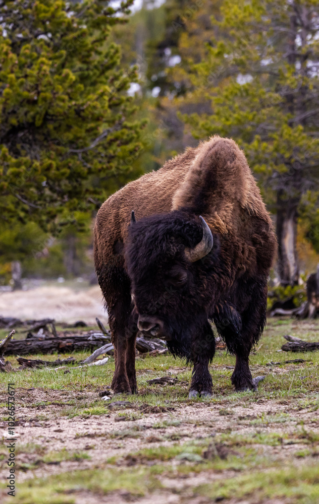 Majestic Bison Grazing in Yellowstone National Park, Wyoming Amidst Lush Greenery and Forested Landscape Majestic Bison Grazing in Yellowstone National Park, Wyoming Amidst Lush Greenery and Forested Landscape
