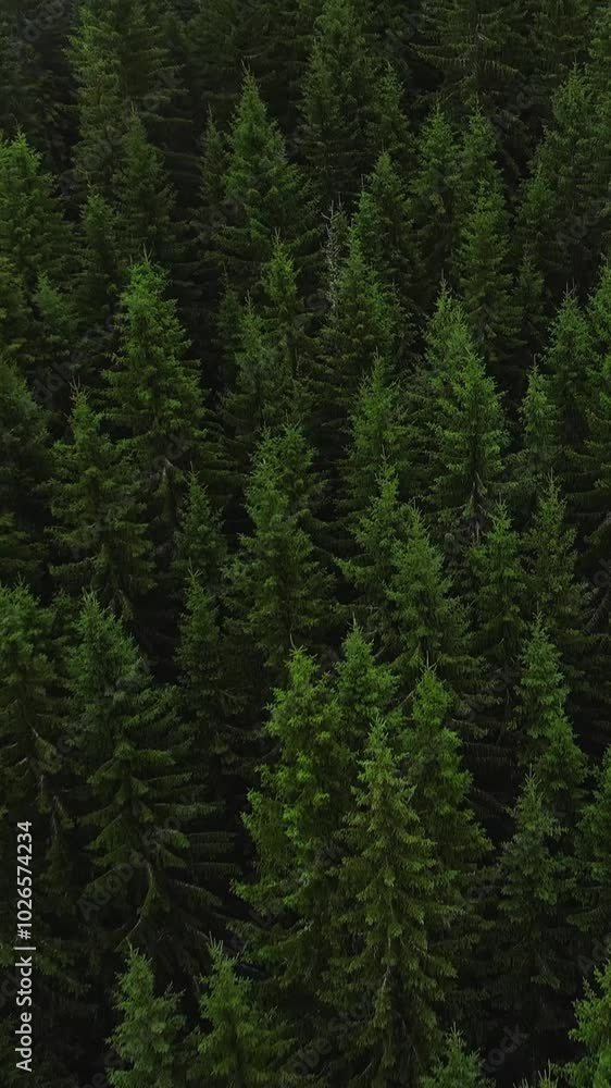 Aerial View of Lush Green Forest and Sunlit Trees in a Serene Nature Landscape Aerial View of Lush Green Forest and Sunlit Trees in a Serene Nature Landscape