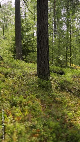 Wallpaper Mural Sunlit Forest Path Through Tall Trees in a Scenic Outdoor Park Torontodigital.ca