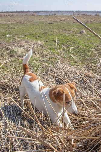 Jack Russell Terrier playing in nature