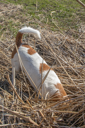 Jack Russell Terrier playing in nature