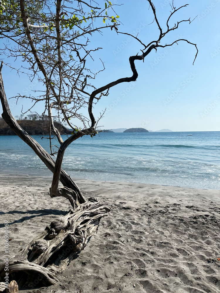 View of peaceful waves on the Caribbean sea with tree and driftwood on a white sand beach View of peaceful waves on the Caribbean sea with tree and driftwood on a white sand beach