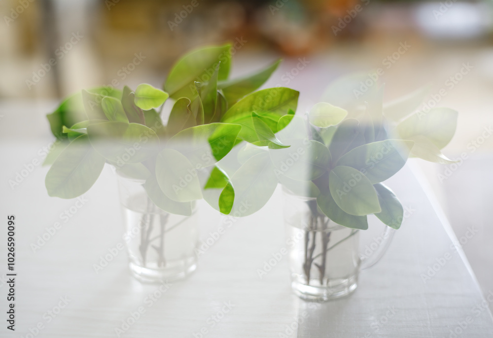 Green tea branches are placed in glass cups of water. Double exposure Green tea branches are placed in glass cups of water. Double exposure