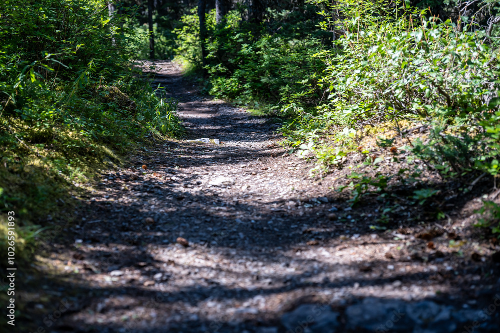Selective focus on hiking footpath in a wooded national park Selective focus on hiking footpath in a wooded national park