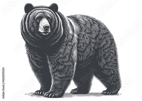 bear vector, bear silhouette