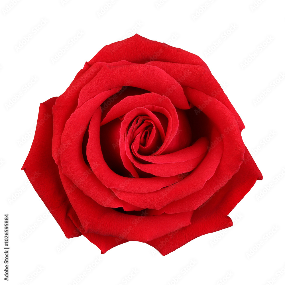 Red rose isolated on white background Red rose isolated on white background