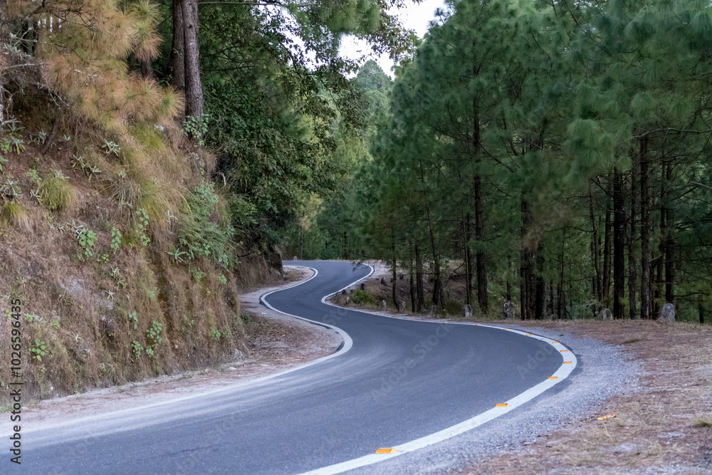 Obraz premium A narrow mountain road winds through a dense pine forest, offers a peaceful journey through nature.Scenic landscape and towering trees create a picturesque backdrop.Mountain road in uttarakhand, India